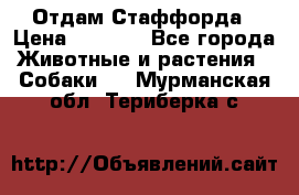 Отдам Стаффорда › Цена ­ 2 000 - Все города Животные и растения » Собаки   . Мурманская обл.,Териберка с.